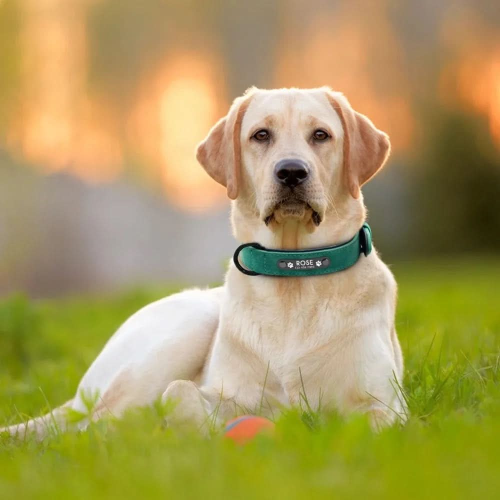 BuddyTag™ – Anpassat Hundhalsband för Trygghet & Stil